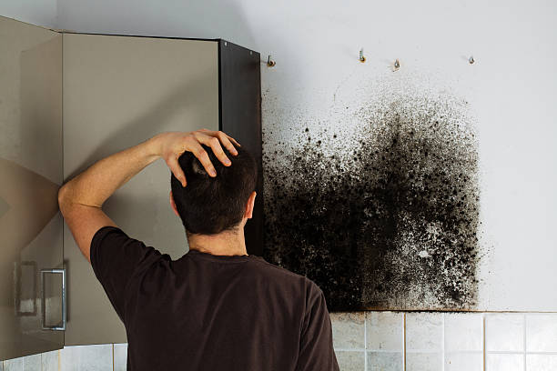 Best Mold Removal and Inspection  in Swedesboro, NJ
