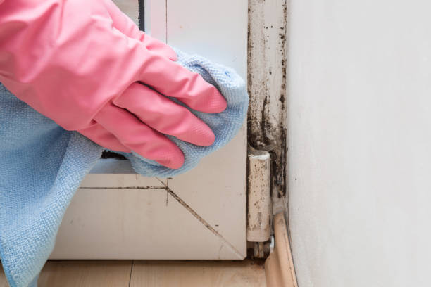 Best Home Mold Removal  in Swedesboro, NJ