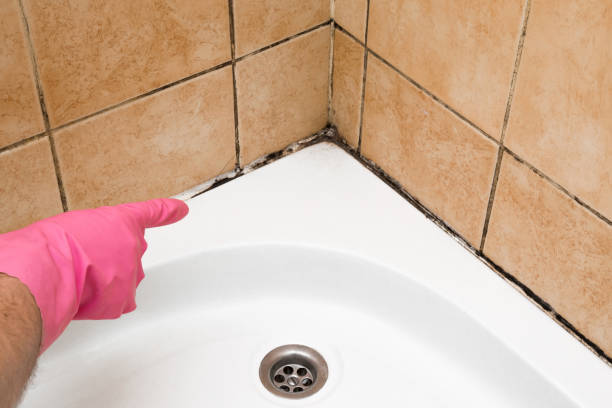 Best Attic Mold Removal  in Swedesboro, NJ