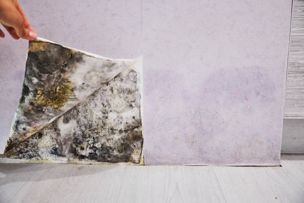 Best Affordable Mold Removal  in Swedesboro, NJ